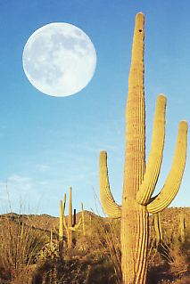 b16.jpg (14937 Byte)